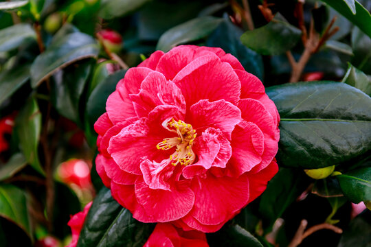 Bright pink flower blooms in garden during springtime in a sunny location with green leaves surrounding it