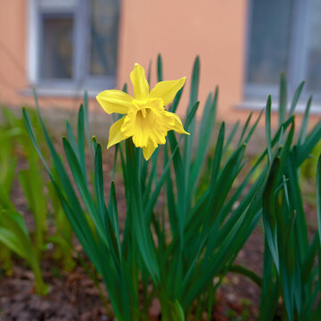 Vibrant yellow daffodil flower in full bloom standing tall among long green leaves in an urban garden bed against blurred peach colored building wall during the early spring season