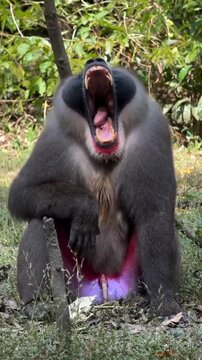 Mandrill Monkey Yawning Showing Large Teeth and Canine