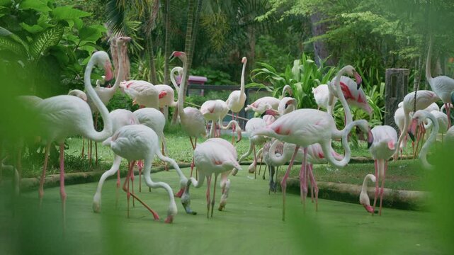 4K A flock of greater flamingos standing in a green pond surrounded by tropical garden at Zoo in Thailand.