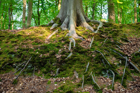 Exposed beech roots gripping mossy floor, ancient trunk with sprawling roots cascading down eroded slope, dappled sunlight filtering