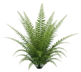 Lush green fern png vibrant botanical fern png tropical realistic fern png isolated transparent background image © illustration