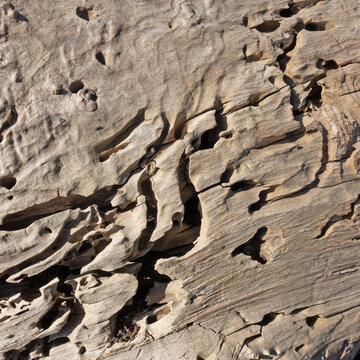 Totholz im Wald mit Fra&szlig;g&auml;ngen vom Holzwurm
