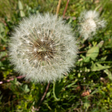 Verbl&uuml;hter samentragender L&ouml;wenzahn,Taraxacum