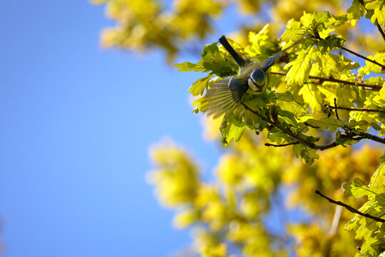 Blaumeise im Baum mit strahlend blauen Himmel