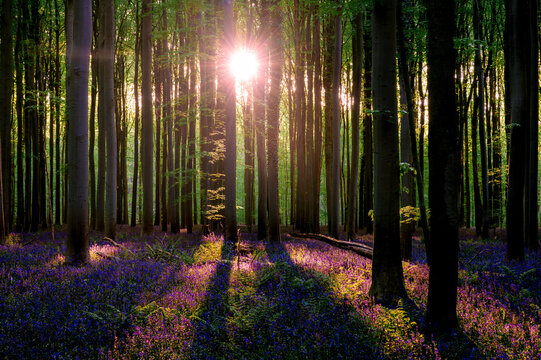 Sunrise filtering through beech trunks