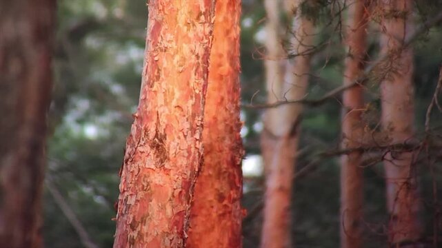 Close up of pine tree bark texture in forest sunlight