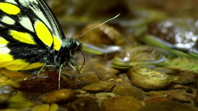 Close up detailed video of a hill jezebel butterfly delias belladonna performing puddling behavior while drinking water with its long proboscis in a shallow forest stream.