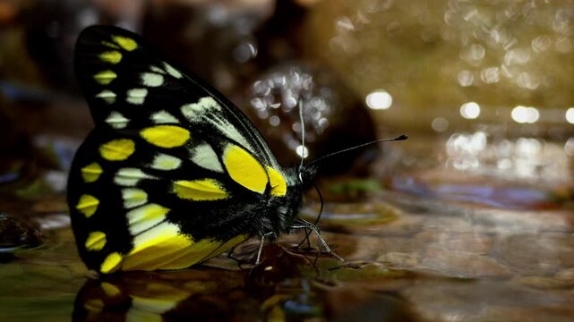 Close up video of a hill jezebel butterfly delias belladonna puddling on wet stones in a clear freshwater stream during summer in natural habitat of himachal pradesh india.