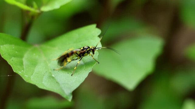 Closeup video of an ichneumon wasp (hepiopelmus variegatorius) perching on a green leaf while grooming its antennae and body in a natural habitat.