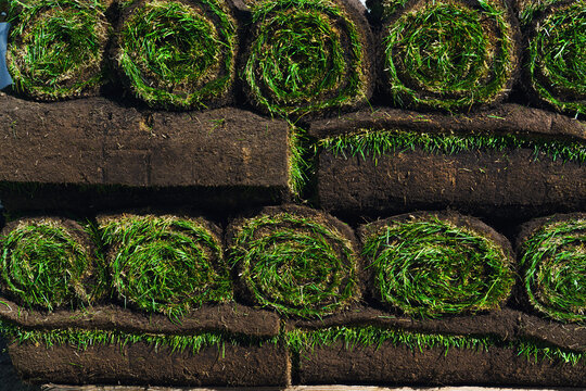 Gardening. Making a lawn from a roll. Man laying grass turf rolls for new garden lawn. A pallet delivery of new, fresh rolled turf.