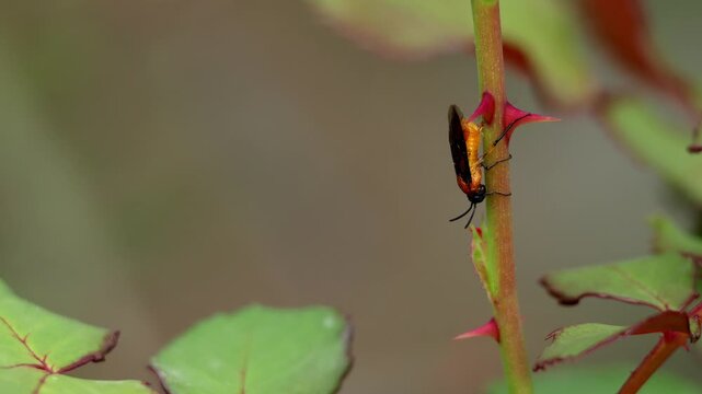 Sawfly ovipositing eggs on rose stem closeup spring india. Closeup video of a sawfly insect carefully ovipositing eggs into a fresh green rose stem during spring season in himachal pradesh india.