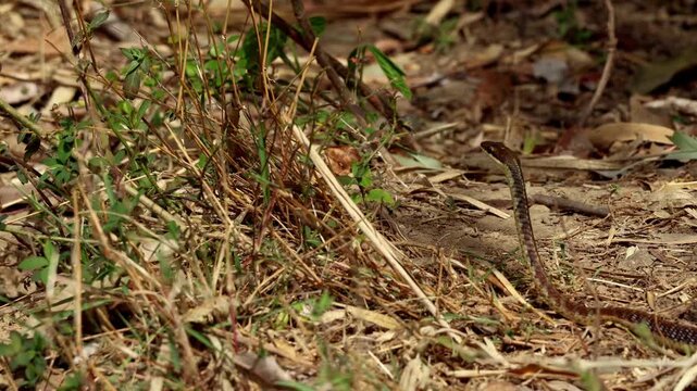 Close up real time footage of a common bronzeback tree snake (Dendrelaphis tristis) navigating  and moving across the forest ground in Himachal Pradesh India during spring season.