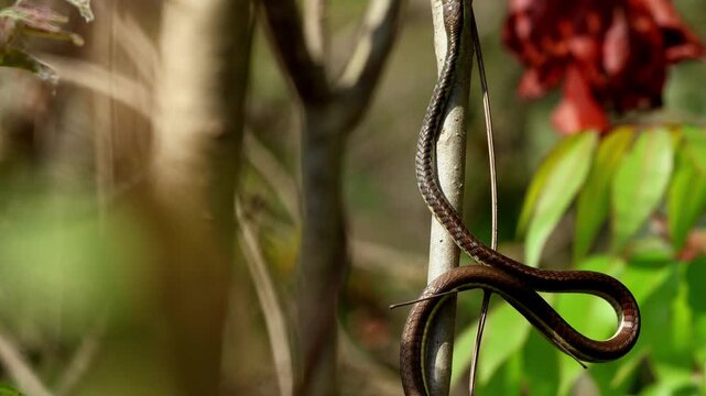 Closeup footage of a slender Common Bronzeback Tree Snake gracefully climbing tree branches in a natural forest habitat during spring season in Himachal Pradesh India.