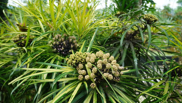 A close up of Miagos Bush or Osmoxylon lineare featuring textured round flowers and long leaves.