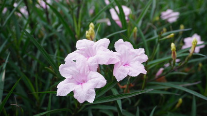 Obraz premium Beautiful blooms of Ruellia simplex known as Mexican Petunia in a garden. Sharp focus and detail and unique pink color show the biological form of this tropical flower in the sunlight.