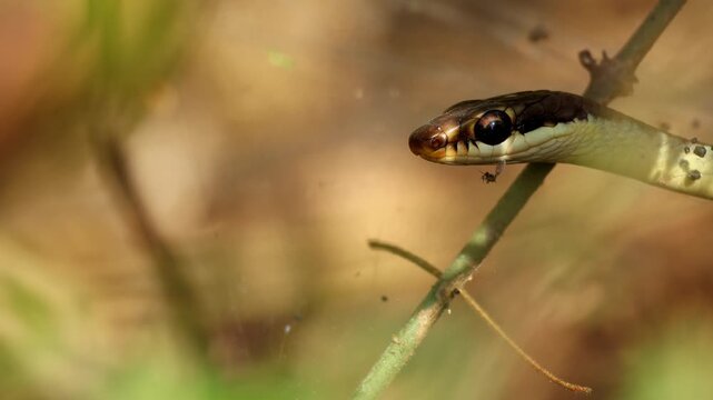 Close up video of a common bronzeback tree snake holding its head completely still while remaining highly alert in natural forest habitat of himachal pradesh india during spring season.