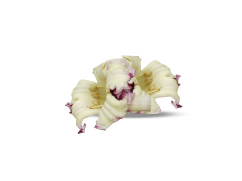 Oroxylum indicum or Midnight horror flowers isolated on a white background