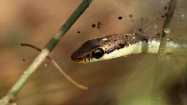 Close up footage of a common bronzeback tree snake dendrelaphis tristis actively flicking its tongue while moving cautiously in a natural forest habitat during spring season in himachal pradesh india.