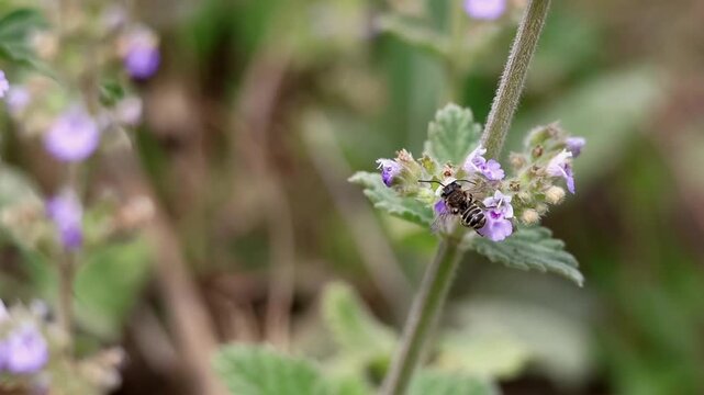Closeup slowmotion macro footage of a megachile bee pollinating nepeta hindostana flower in natural spring habitat of himachal pradesh india.