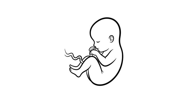 Black and white line art illustration of a developing human fetus.