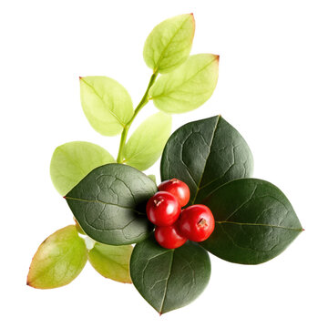 Fresh wintergreen leaves with red berries isolated on transparent background PNG element