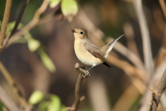 Close-up of a female Red-breasted Flycatcher (Ficedula parva) illuminated by soft morning light.