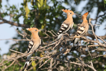 A large family group of Eurasian Hoopoes (Upupa epops), including chicks and adults, perched in a tall tree. © VOLODYMYR KUCHERENKO
