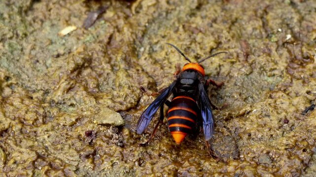 Close up real time footage of a solitary Asian giant hornet queen Vespa mandarinia drinking fresh water at the edge of a natural pond in early spring in Himachal Pradesh India.