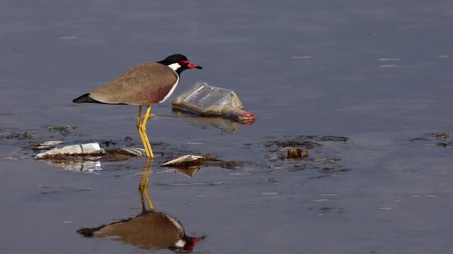 Wildlife facing plastic pollution red wattled lapwing close up. Close up real time video of red wattled lapwing standing on plastic garbage in Suketi river Himachal Pradesh India during winter.