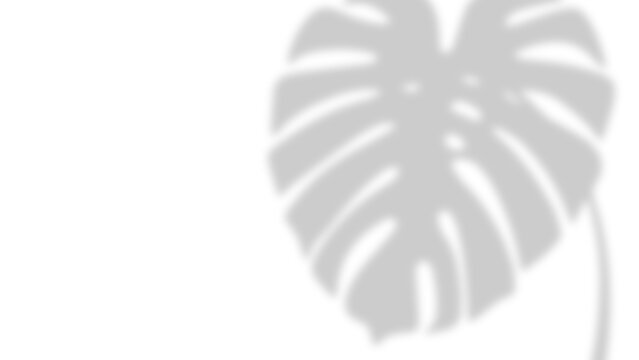Monstera leaf shadow overlay on a white background, minimalist plant silhouette for design