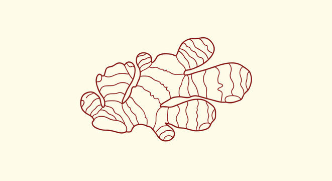 Detailed hand drawn sketch of a fresh ginger root ginger rhizome used in cooking and traditional medicine for health benefits.