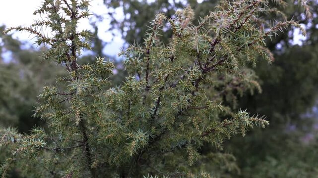 Close-up Juniper Tree Branches Green Needles Textured Foliage Outdoor Nature 4K Video