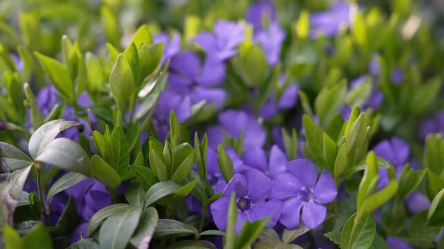 4K Slow Pan Tilt Purple Vinca Flowers Blooming Lush Green Garden Foliage Nature Motion