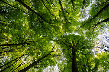 Obraz premium Upward canopy vista through green crowns, leaves form textured sky with scattered light filtering down refreshing perspective for nature