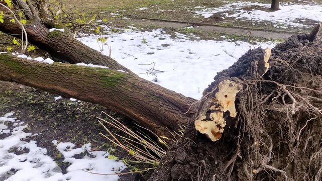 Uprooted tree with large root ball lying on ground after hurricane in city park