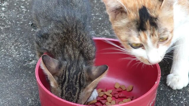 The cat eats food from a bowl.