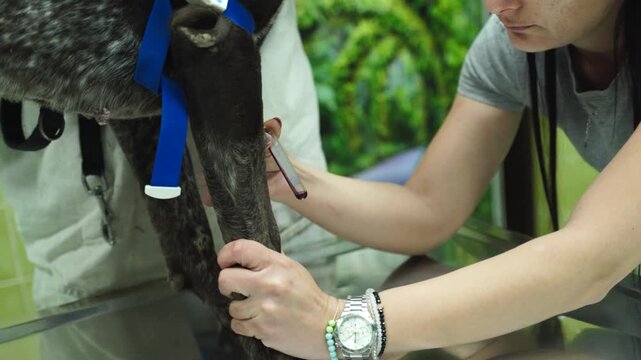 A woman veterinarian taking a blood sample from a pet dog in an animal hospital