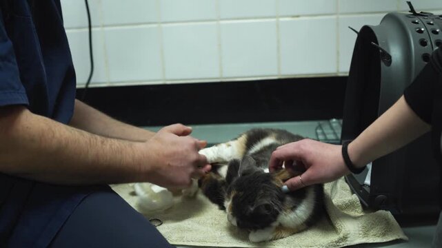 Vet examining a cat with a broken leg in an animal hospital