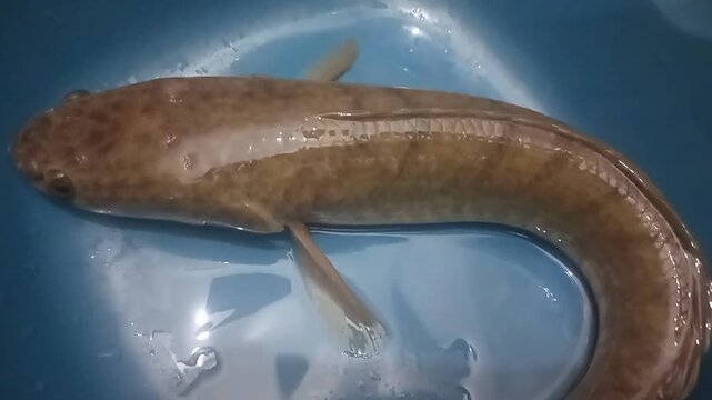 Close-up of a Common Snakehead fish (Channa striata)