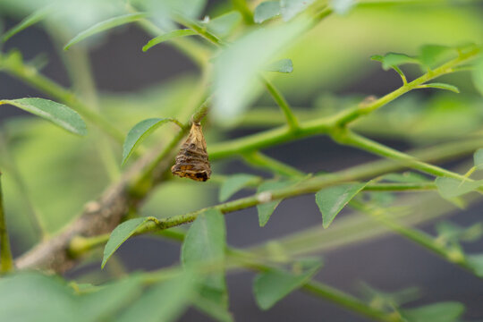 Brown Bagworm Moth Larva Case Hanging from a Green Plant Branch in a Tropical Garden