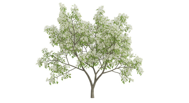 Amelanchier tree on transparent background.3d rendering PN