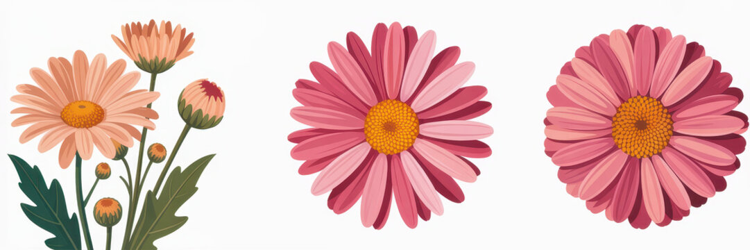 Three pink daisy flowers in different growth stages with green stems on a plain white background