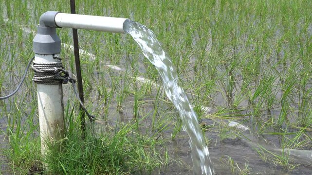 Irrigation Pipe Gushing Clear Water into Lush Green Rice Field on Sunny Day. Irrigation system from underground or wells using electric pumps and PVC pipes to flow to rice fields for agriculture.