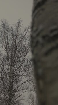Vertical video. Slow movement due to the trunk a view of the silhouette of a gloomy tree