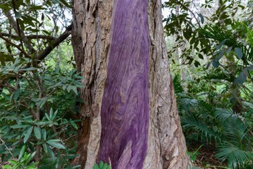 Naklejka premium Close-up of a textured tree trunk with a striking purple wood grain revealed