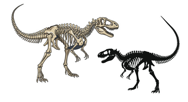 Detailed skeletal remains of a predatory theropod dinosaur shown as a realistic bone structure and a black silhouette on white.