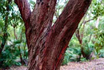 Obraz premium Detailed close-up of a textured red and brown tree trunk in a lush, green forest setting