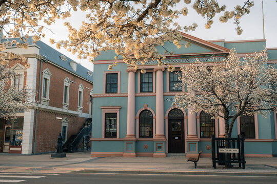 Historic architecture and blooming cherry blossoms on spring day in Australia