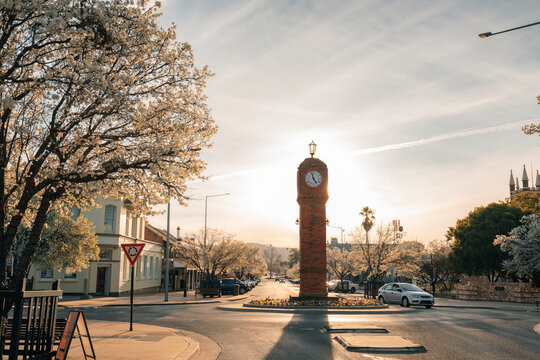 Golden hour illuminates a historic clock tower in a country town with blooming trees